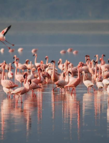 Stormo di fenicotteri rosa che camminano sull'acqua riflettente.