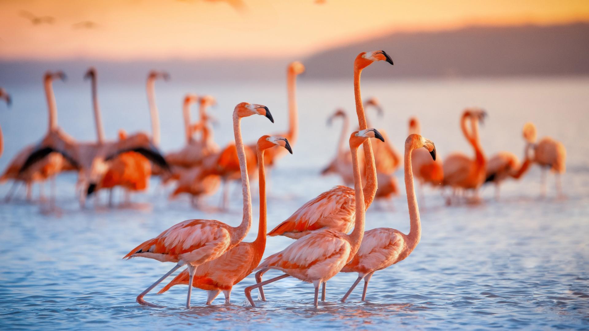 Fenicotteri rosa in acqua al tramonto, creando un'atmosfera serena e colorata.