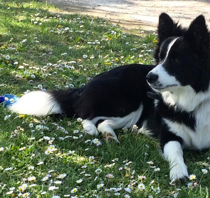 Cane bianco e nero sdraiato sull'erba tra le margherite.