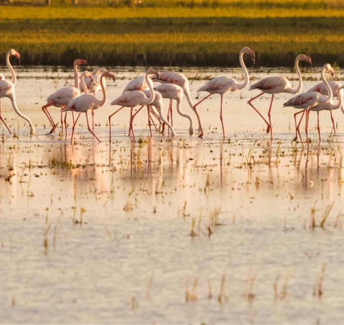 Fenicotteri rosa camminano nell'acqua al tramonto.